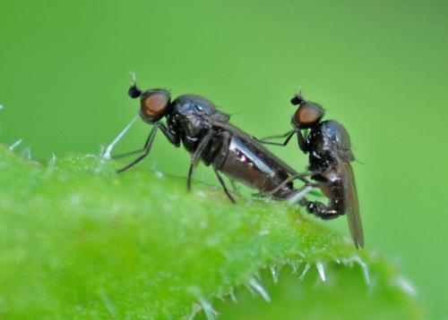 Oscinella maura